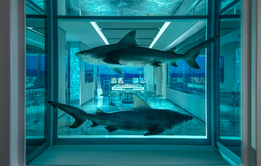 Oeuvre de Requins Taureaux par Damien Hirst